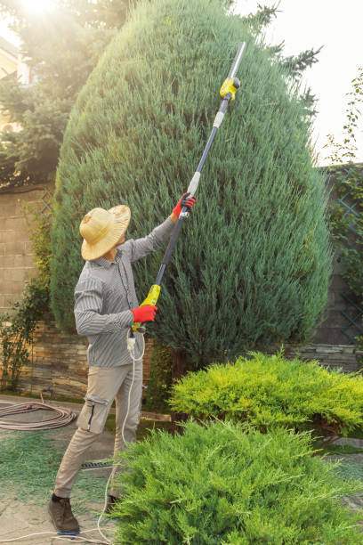 Best Tree and Shrub Care  in Occidental, CA