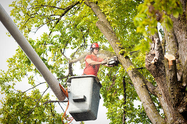 Best Stump Grinding and Removal  in Occidental, CA